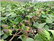 Ħ�������_ʩ�����޻��ϵ�ʹ��Ч��(�½��п��d)