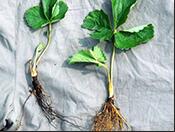 ����ˮ�ܷ��ڲ�ݮ�ϵ�ʹ��Ч�������K��