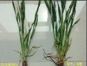 �����ϡ�С��ˮ�ܷ����a(ch��n)Ч��ԇ�(y��n)