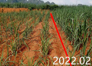 ����Nֲ������ˮ�ܷ�Ч��