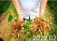 Ħ��ˮ�ܷ����ڻ�����Ч��