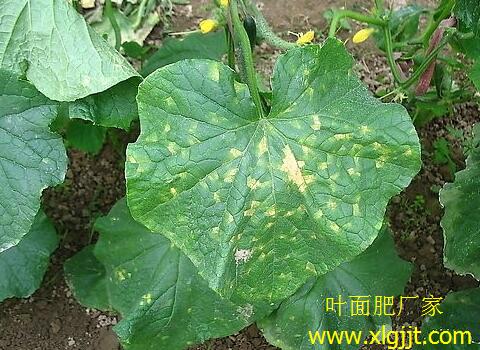 黃瓜霜霉病癥狀表現 黃瓜霜霉病癥狀表現