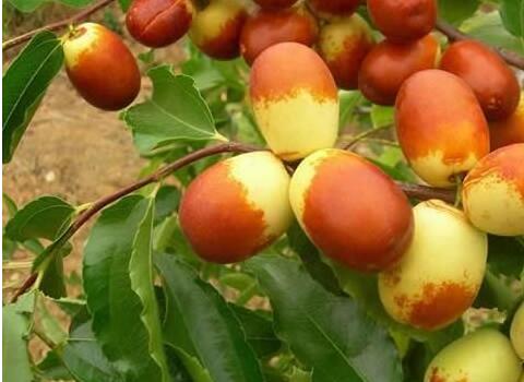 �����~����x���cʩ��ָ��