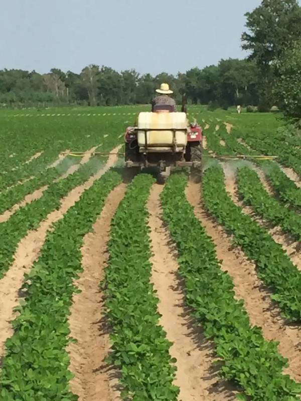 花生使用水溶肥現(xiàn)場(chǎng) 花生使用水溶肥現(xiàn)場(chǎng)