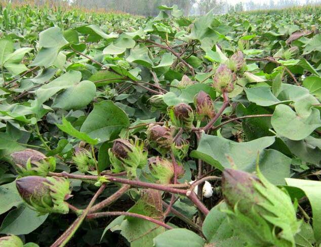 �޻�ʩ��Ħ���_ʩ�ʶ�Y(ji��)��