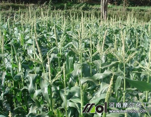 ���װι���׷��