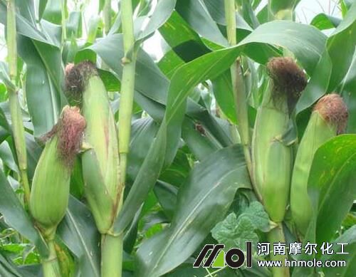 ���׽Y����׷��