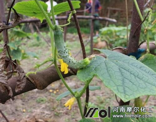 �S�ϽY(ji��)�ϳ���׷��