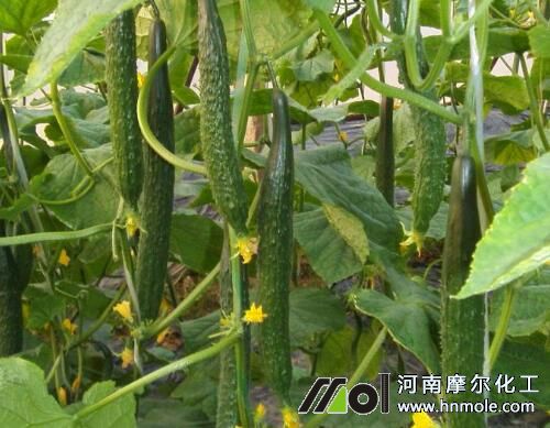 �S�ϷNֲʩ��