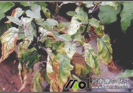 �����Sή��