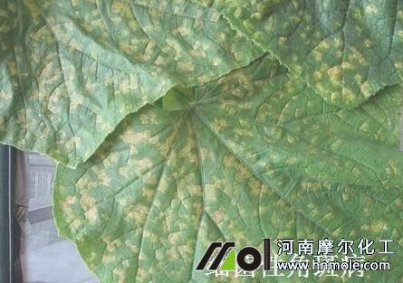 �����Խǰ߲�