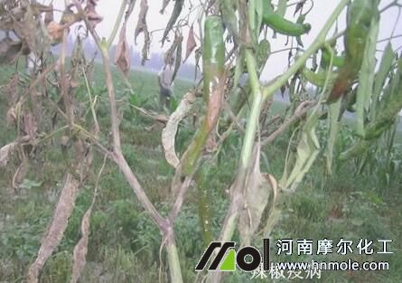 �����߲�