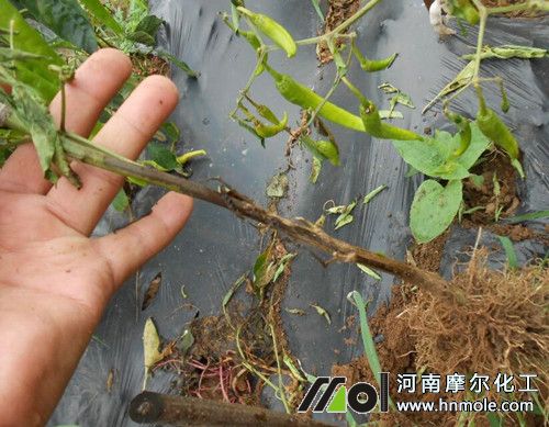 �����߲�