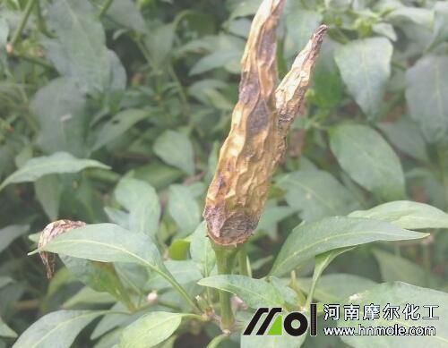 ����̿�Ҳ�