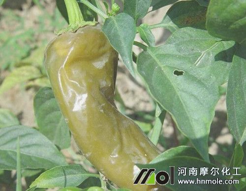 ����ܛ����