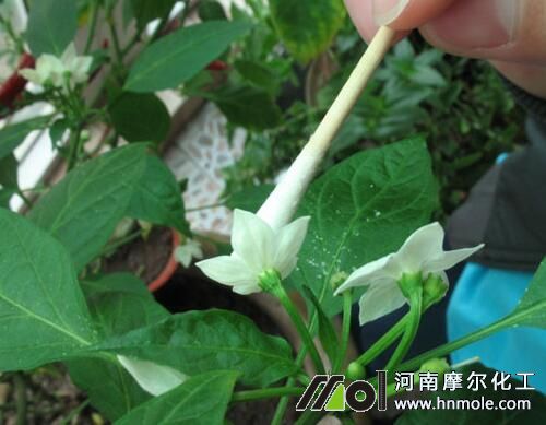 �����ڷ�����