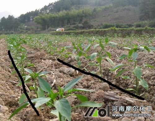 �����Nֲ�ܶ�