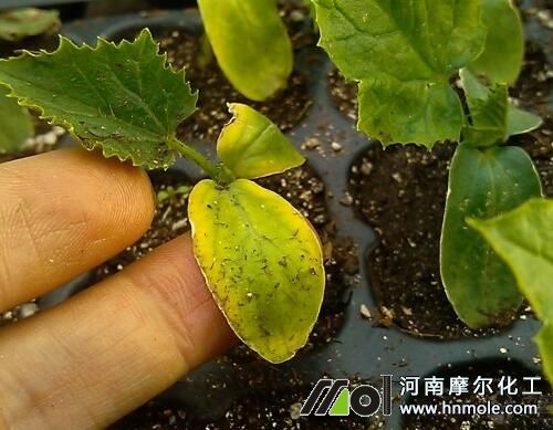 �S����l�Sԭ��