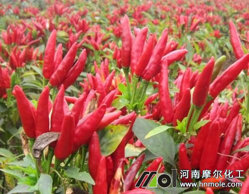 �������Ҏ��