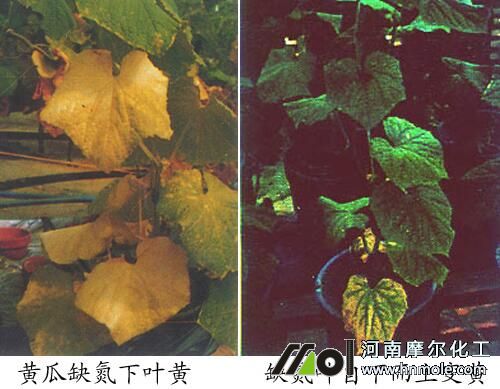 �S��ȱ�����F