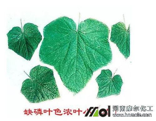 �S��ȱ�ױ��F