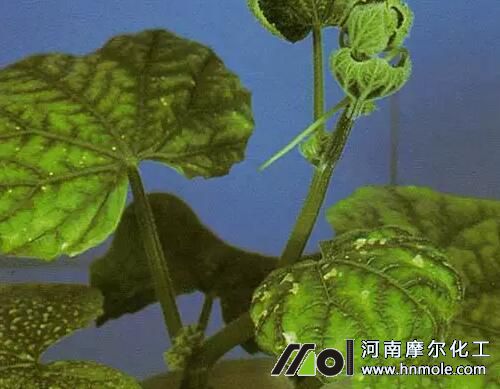 �S��ȱ�}���F