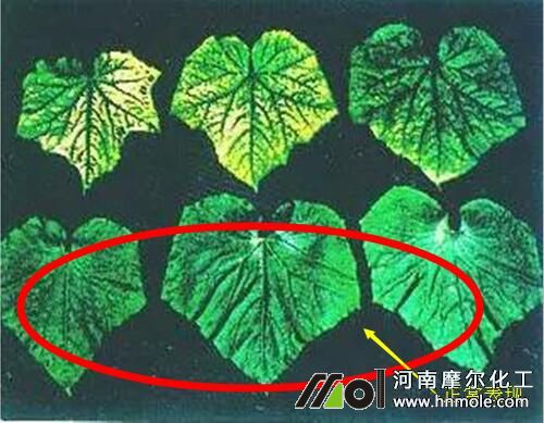 �S��ȱ�V���F