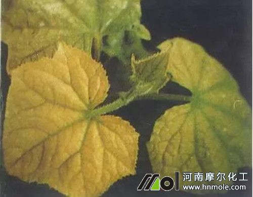 �S��ȱ�F���F