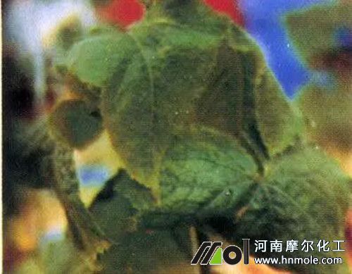 �S��ȱ����F