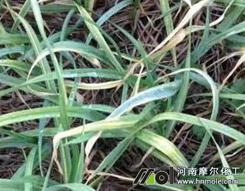 大蒜葉子發黃原因 大蒜葉子發黃原因