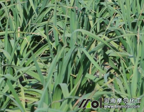 大蒜施肥注意事項 大蒜施肥注意事項