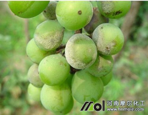 ���Ѱ׷۲��Y��