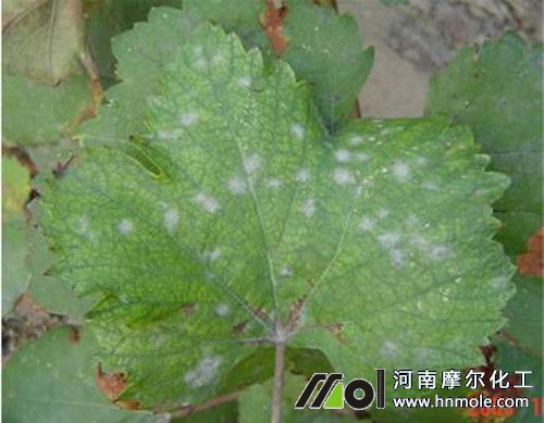 ���Ѱ׷۲��Y��