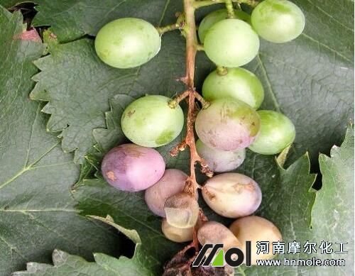 ���Ѱ׸����Y��