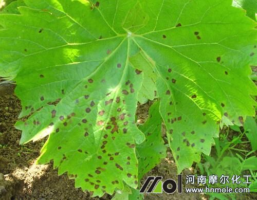 ���Ѻְ߲��Y��