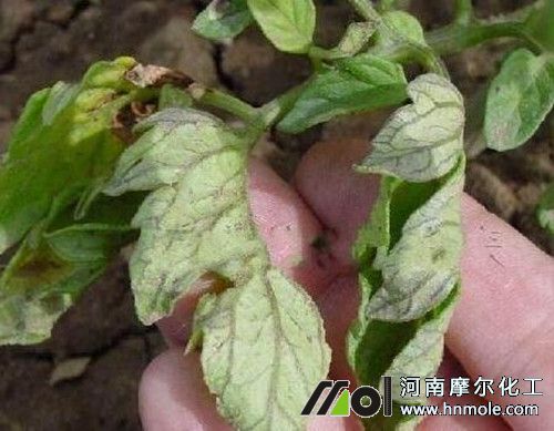 ���t��ȱ�׬F��