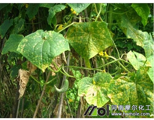 黃瓜施肥過多現(xiàn)象 黃瓜施肥過多現(xiàn)象