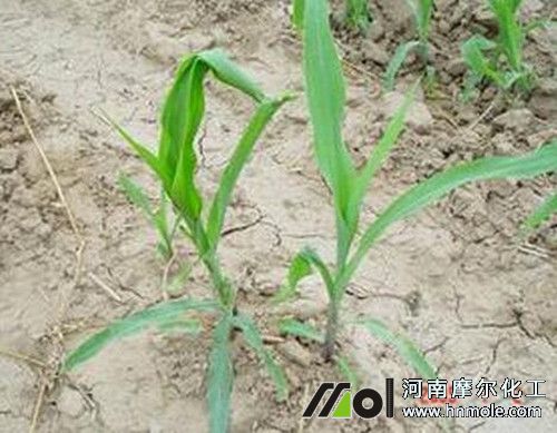 ����ȱ�}�Y��