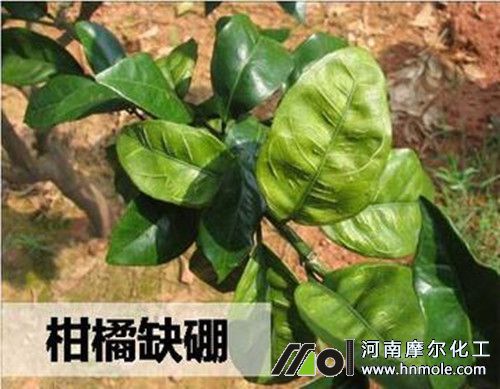 ����ȱ��Y��