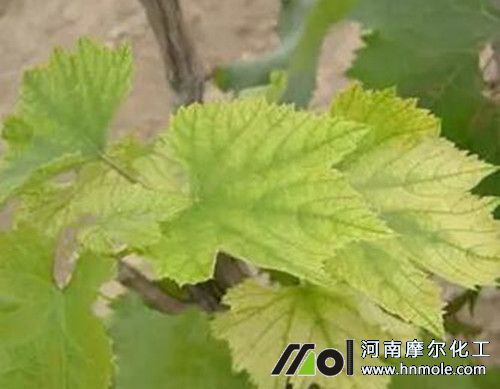 ����ȱ�F�Y��