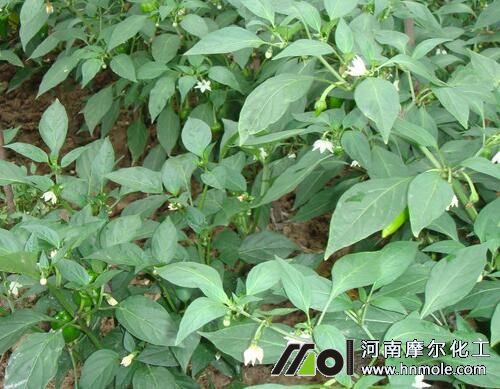 ������ǰʩ��