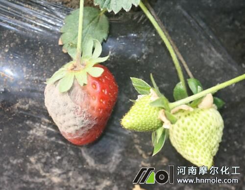 ��ݮ��ù���Y��