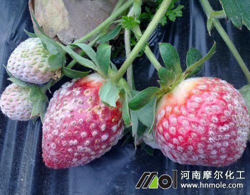 ��ݮ�׷۲��Y��