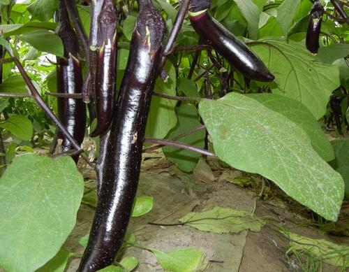 �N�����x���ķNˮ�ܷʺ�