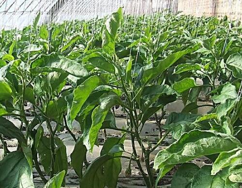 �N�����x���ķNˮ�ܷʺ�