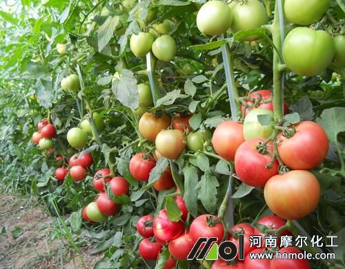 ���Ҵ��﷬�Ѯ��a