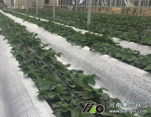 草莓施育苗水溶肥 草莓施育苗水溶肥