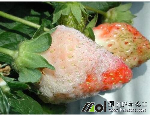 ���Բ�ݮ��Ҋ����