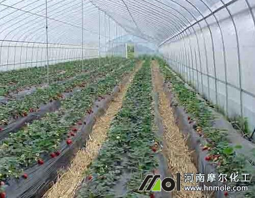 ��ݮ����ʩ�ʷ���