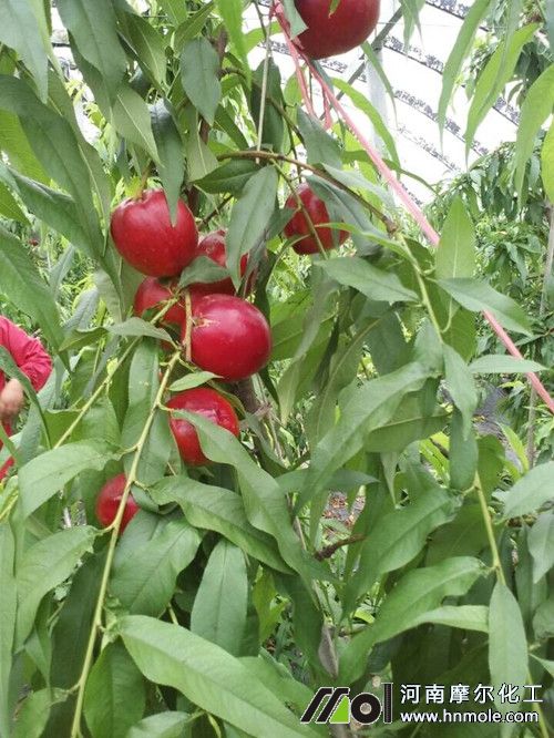 ʹ��Ħ�����ˮ�ܷʵ����Ҙ�